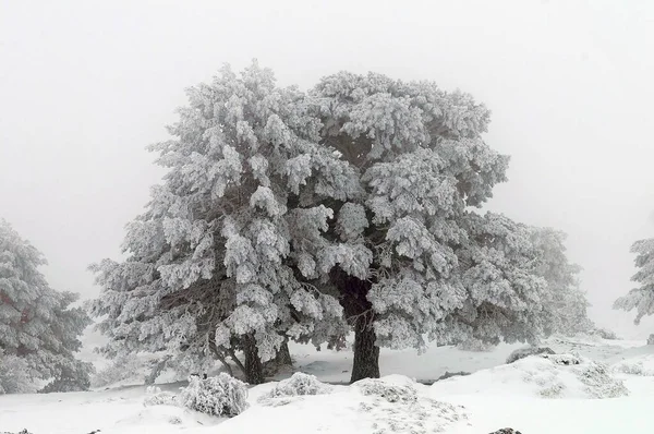 Karla kaplı ağaçlarla kaplı güzel kış manzarası. — Stok fotoğraf