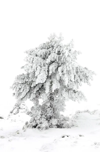 Όμορφο χειμερινό τοπίο με χιονισμένα δέντρα. — Φωτογραφία Αρχείου