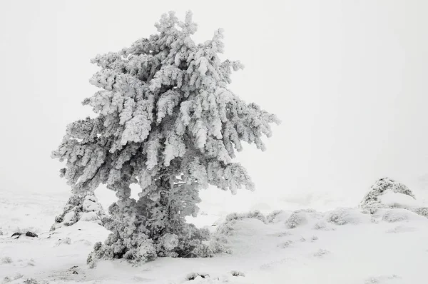 Bela paisagem de inverno com árvores cobertas de neve. — Fotografia de Stock