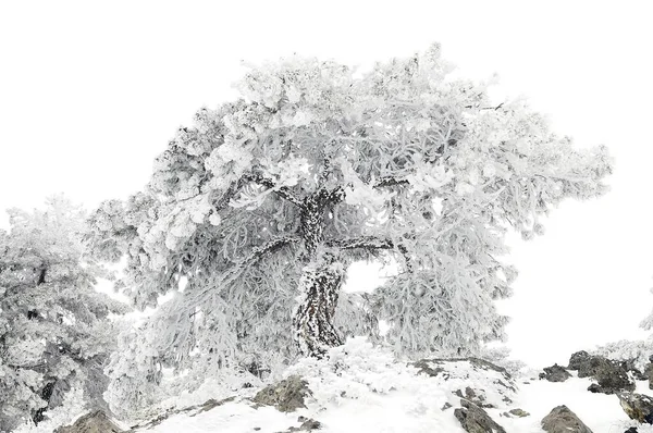 Bellissimo paesaggio invernale con alberi innevati. — Foto Stock