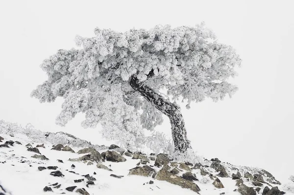 Krásná zimní krajina se zasněženými stromy. — Stock fotografie