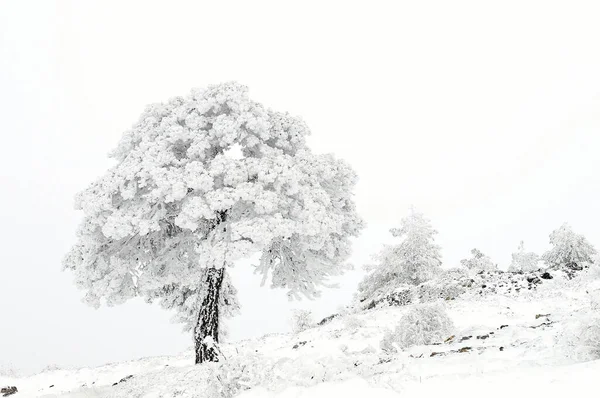 Hermoso paisaje de invierno con árboles cubiertos de nieve. — Foto de Stock