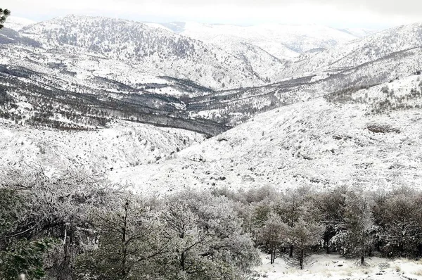 Piękny zimowy krajobraz z pokrytymi śniegiem drzewami. — Zdjęcie stockowe