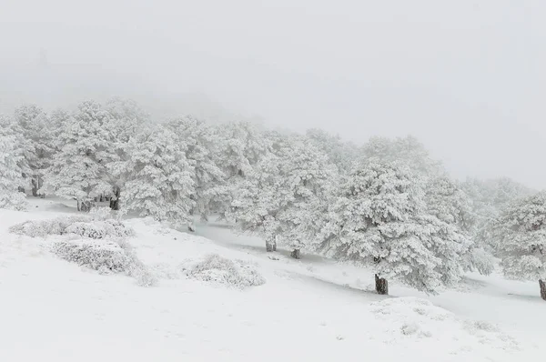 Hermoso paisaje de invierno con árboles cubiertos de nieve. — Foto de Stock