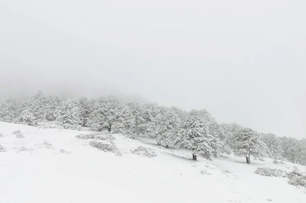 Hermoso paisaje de invierno con árboles cubiertos de nieve. — Foto de Stock