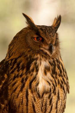 Bubo bubo - Kartal baykuş, Strigidae familyasından bir kuş türü..