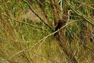 Milvus migrans - Siyah uçurtma, Accipitridae familyasından bir kuş türü..