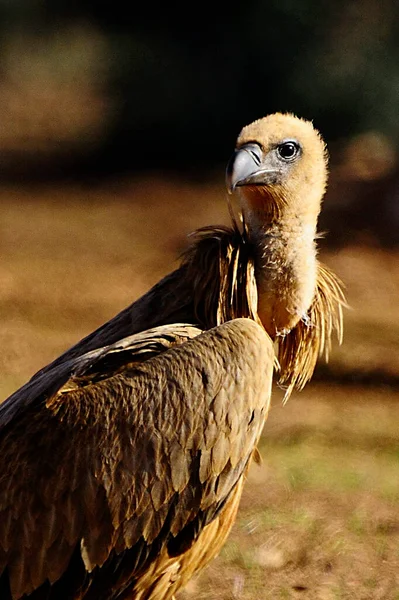 Gyps fulvus - Griffon vulture - A species of accipitriform bird of the family Accipitridae. — Stock Photo, Image