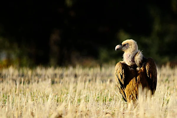 Gyps fulvus - Griffon abuture - Uma espécie de ave accipitriforme da família Accipitridae. — Fotografia de Stock