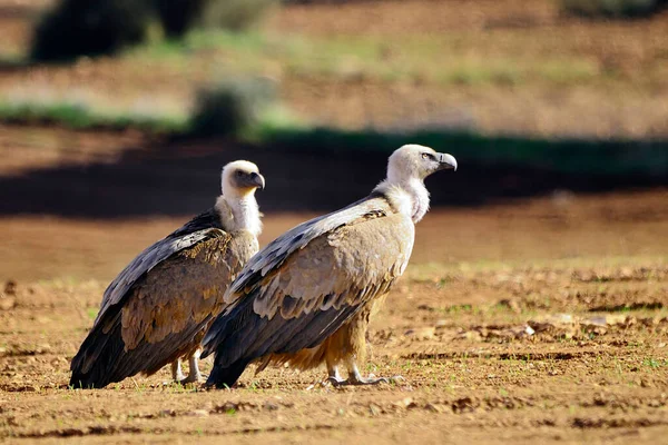 Gyps fulvus - Avvoltoio grifone - Una specie di uccello accipitriforme della famiglia Accipitridae. — Foto Stock