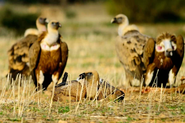 Gyps fulvus - Griffon vulture - O specie de pasăre accidentală a familiei Accipitridae. — Fotografie, imagine de stoc