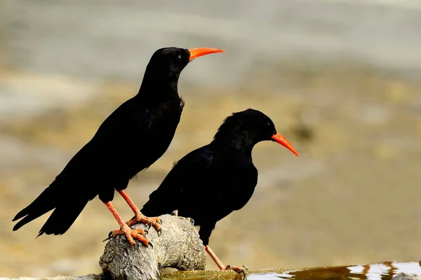 Pyrrhocorax pyrhocorax é uma espécie de ave passeriforme da família Corvidae.. — Fotografia de Stock