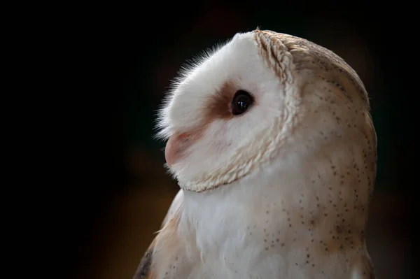 Tyto alba - the white owl, is a species of strigiform bird that belongs to the Tytonidae family. — Stock Photo, Image