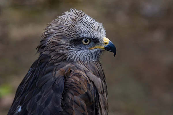 Milvus migrans - La cometa negra es una especie de ave accipitriforme en la familia Accipitridae.. —  Fotos de Stock