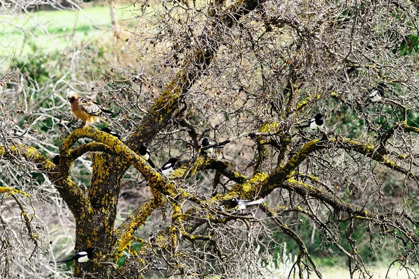 Milvus milvus - Ο κόκκινος αετός είναι ένα είδος ακυκλοειδούς πουλιού στην οικογένεια Accipitridae. — Φωτογραφία Αρχείου