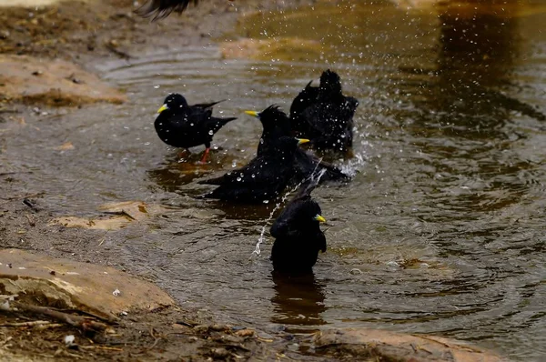 स्टर्नस यूनिकोलर ब्लैक स्टारलिंग स्टर्नडी परिवार में पासरिन पक्षी की एक प्रजाति है . — स्टॉक फ़ोटो, इमेज