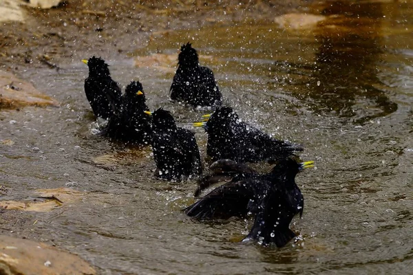 Sturnus unicolor - Černý špaček je druh papouška rodu Sturnidae. — Stock fotografie