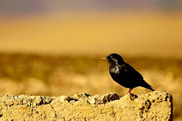 Sturnus unicolor Lo storno nero è una specie di uccello passeriforme della famiglia Sturnidae. — Foto Stock