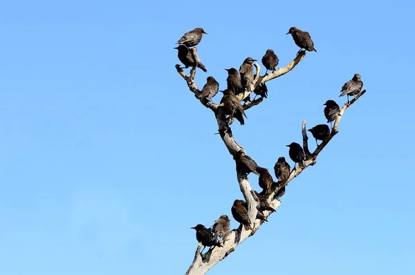 Sturnus unicolor - El estornino negro es una especie de ave paseriforme de la familia Sturnidae.. —  Fotos de Stock