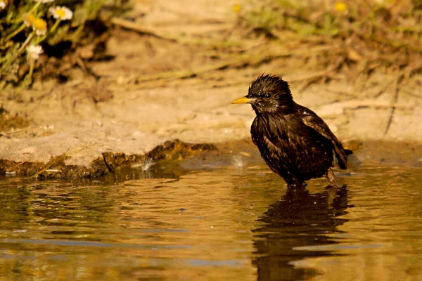 개똥지빠귀 (Sturnus unicolor) - 검은 아메리카 새 (black starling) 는 스투너 과에 속하는 바닷새의 일종이다.. — 스톡 사진