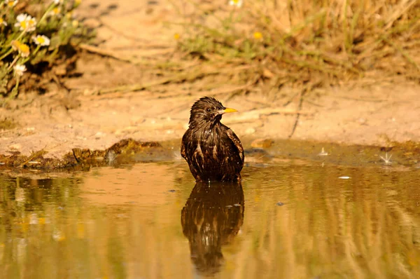 개똥지빠귀 (Sturnus unicolor) - 검은 아메리카 새 (black starling) 는 스투너 과에 속하는 바닷새의 일종이다.. — 스톡 사진