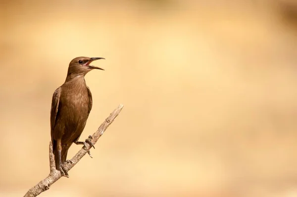 Sturunus unicolor -黒いスターリングは、 Sturnidaeファミリーのパッセリン鳥の一種です。. — ストック写真