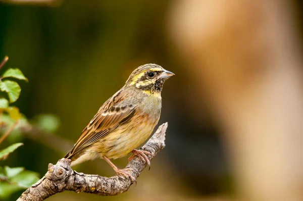 Emberiza cirlus - El escribano soteno o es un ave passeriforme de la familia Emberizidae. — Foto de Stock