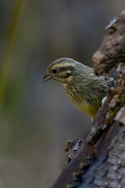 Emberiza cirlus - El escribano soteno o o es un ave passeriforme de la familia Emberizidae. — Stok Foto