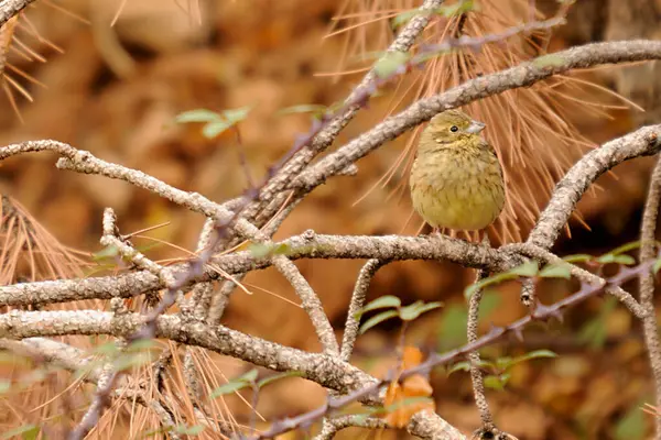 Emberiza cirlus - El escribano soteno es un ave passeriforme de la familia Emberizidae. — Stok fotoğraf