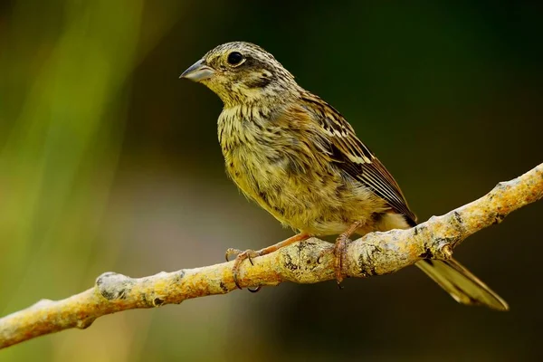 Emberiza cirlus - El escribano soteno o es un ave passeriforme de la familia Emberizidae. —  Fotos de Stock
