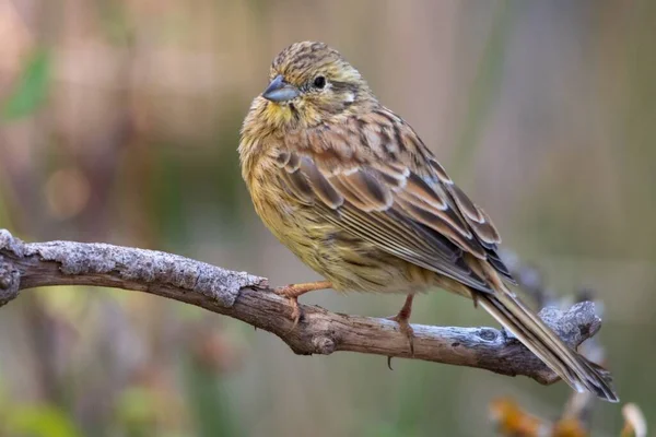 Emberiza circus - El escribano soteno o es un ave passeriforme de la familia Emberrédae. — стоковое фото