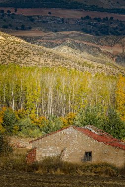 Fardes nehri vadisindeki Alameda 'daki kavak ormanı.
