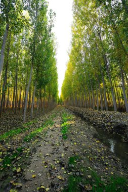 Fardes nehri vadisindeki Alameda 'daki kavak ormanı.