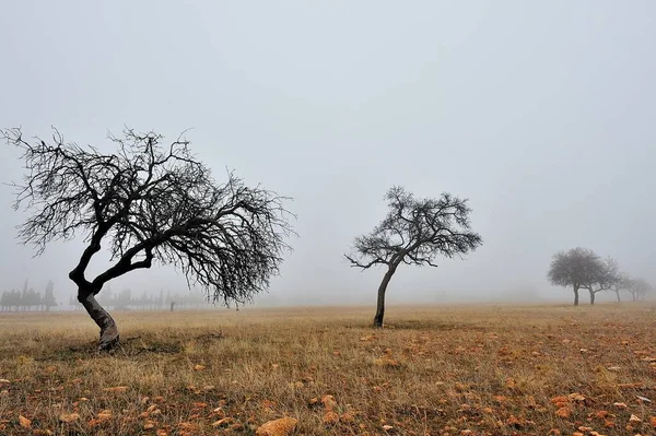 Strom je rostlina s dřevitým stonkem, který se větví v určité výšce od země. — Stock fotografie