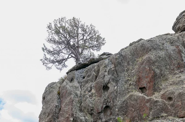 Un árbol es una planta con un tallo leñoso que se ramifica a cierta altura del suelo. — Foto de Stock