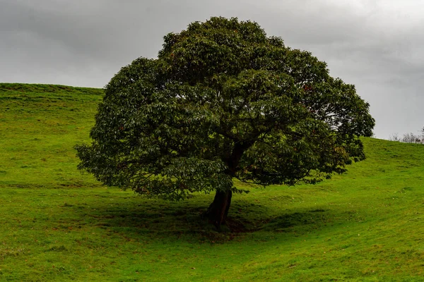 A tree is a plant with a woody stem that branches off at a certain height from the ground. — Stock Photo, Image