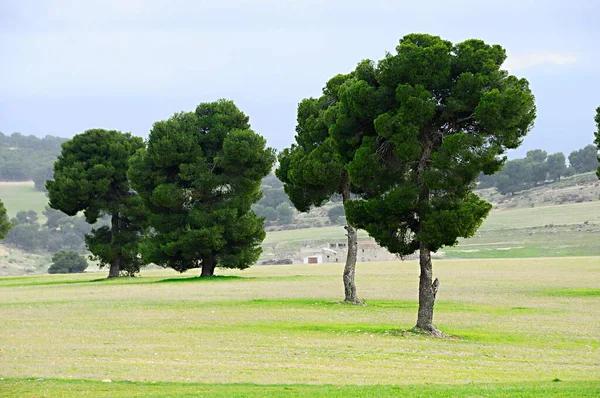 Ein Baum ist eine Pflanze mit einem holzigen Stamm, der sich in einer bestimmten Höhe vom Boden abzweigt. — Stockfoto