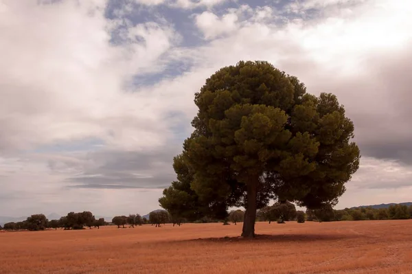 Strom je rostlina s dřevitým stonkem, který se větví v určité výšce od země. — Stock fotografie