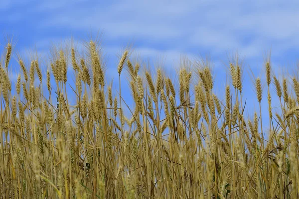 Rijpe graanvelden, wachtend op de oogst — Stockfoto