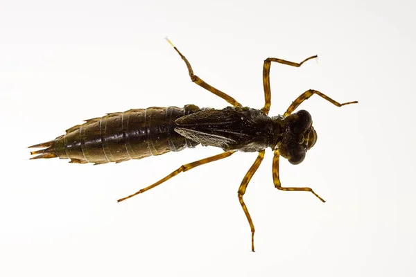 Anisoptera of libellen (Anisoptera) zijn een van de twee klassieke infraorden van de Epiprocta-suborde.. — Stockfoto