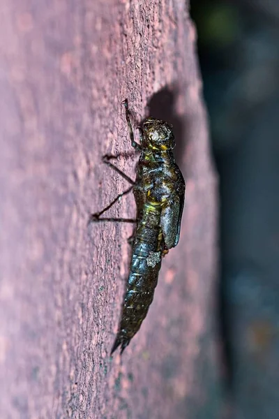 Anisoptera, oder Libellen, sind eine der beiden klassischen Infraordnungen der Epiprocta-Untergrenze. — Stockfoto