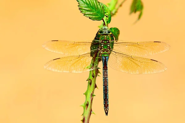 Anisoptera, nebo vážky, jsou jedním ze dvou klasických infrařádů podřádu Epiprocta. — Stock fotografie