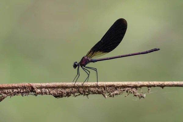 龙线虫，或称蜻蜓，是Epiprocta亚目的两个经典亚目之一. — 图库照片