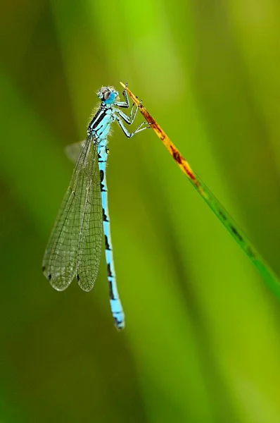Anisoptera, nebo vážky, jsou jedním ze dvou klasických infrařádů podřádu Epiprocta. — Stock fotografie