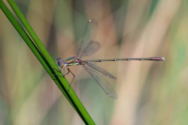 Anisoptera, nebo vážky, jsou jedním ze dvou klasických infrařádů podřádu Epiprocta. — Stock fotografie