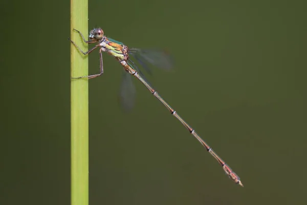Anisoptera, or dragonflies, are one of the two classical infraorders of the Epiprocta suborder. — Stock Photo, Image