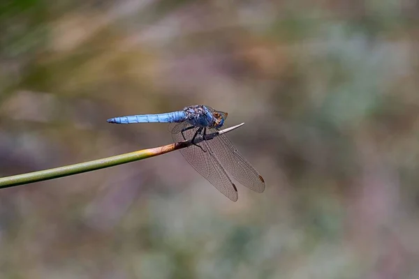 Los anisópteros, o libélulas, son una de las dos infraestructuras clásicas del suborden Epiprocta.. —  Fotos de Stock