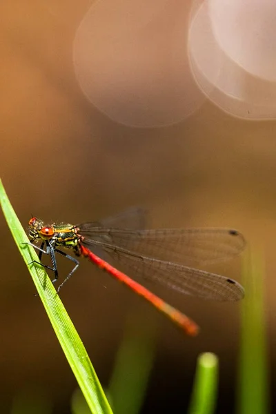 Anisoptera, nebo vážky, jsou jedním ze dvou klasických infrařádů podřádu Epiprocta. — Stock fotografie