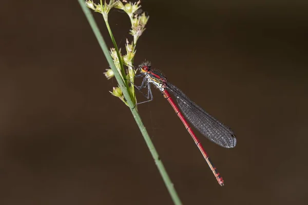 Anisoptera, nebo vážky, jsou jedním ze dvou klasických infrařádů podřádu Epiprocta. — Stock fotografie