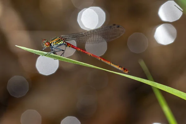 龙线虫，或称蜻蜓，是Epiprocta亚目的两个经典亚目之一. — 图库照片